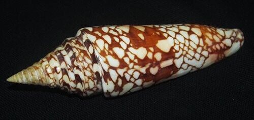 133 mm RARE LARGE Conus Milneedwardsi Cone Seashell GREAT PATTERN #AB2