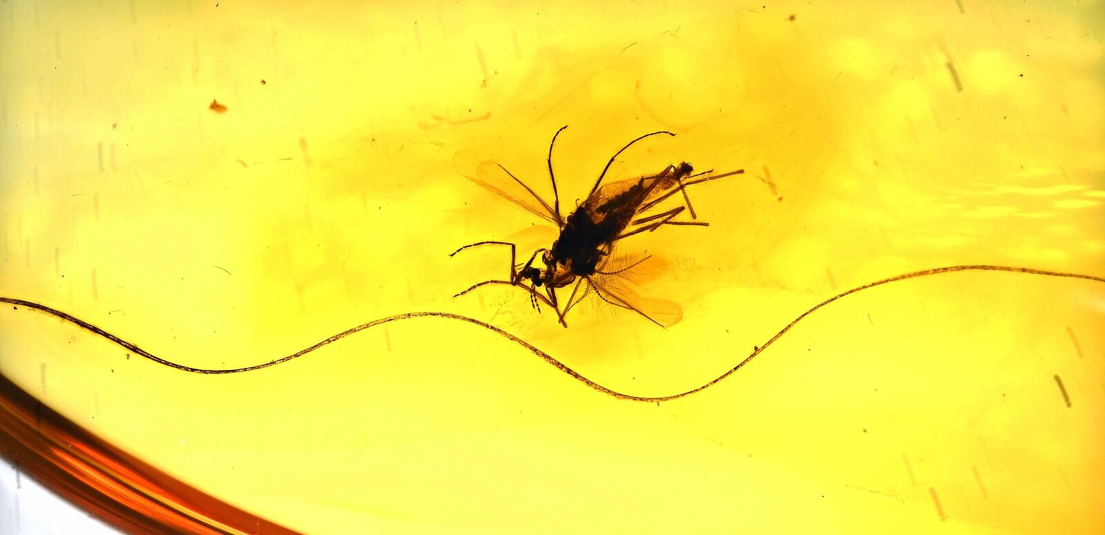 Rare Mammal Hair with Midge, Fossil Inclusion in Baltic Amber