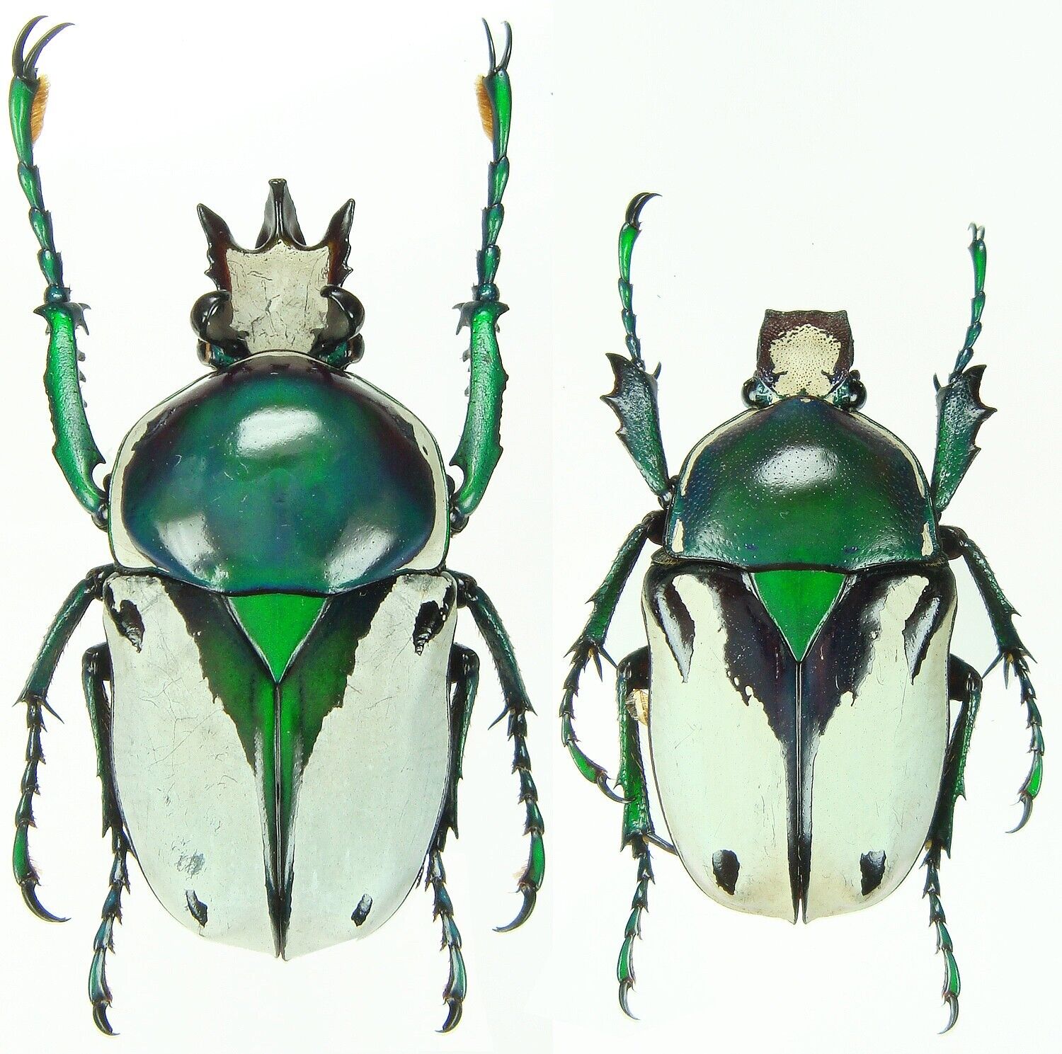Insect - CETONIDAE Ranzania bertolonii - Tanzania - Pair 25~30mm ....