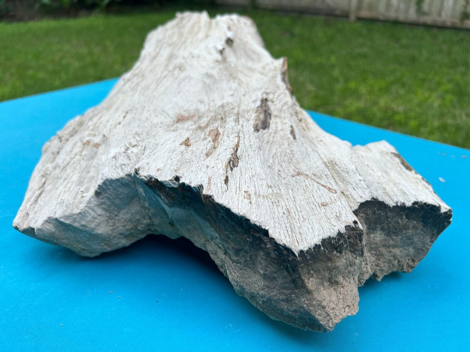 Texas Oak Petrified Wood Large White Log Bark Detailed Slab 20x12x6 Tree Fossil
