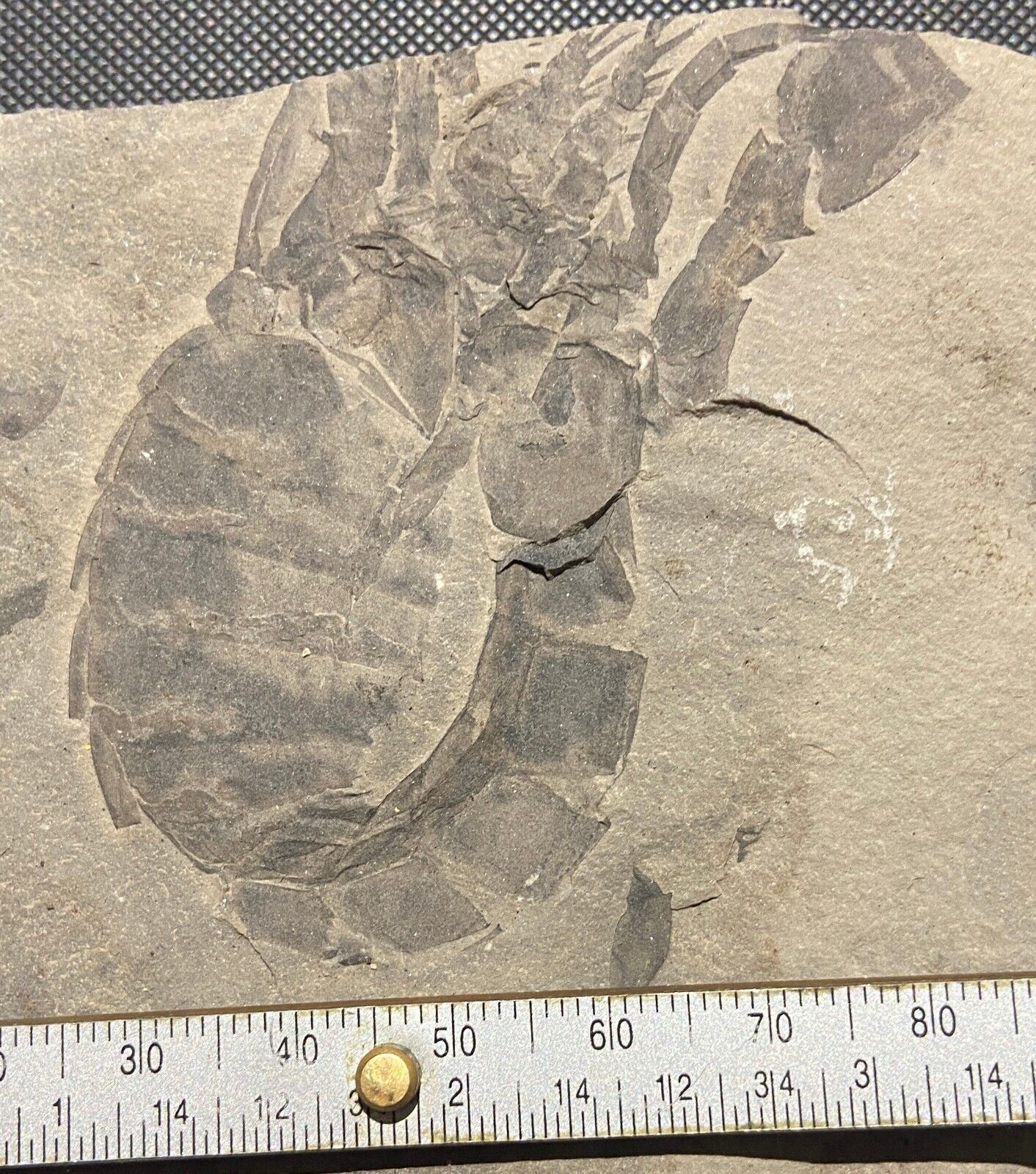 Eurypterid fossil - Eurypterus remipes - Silurian - Fiddlers Green, Herkimer, NY