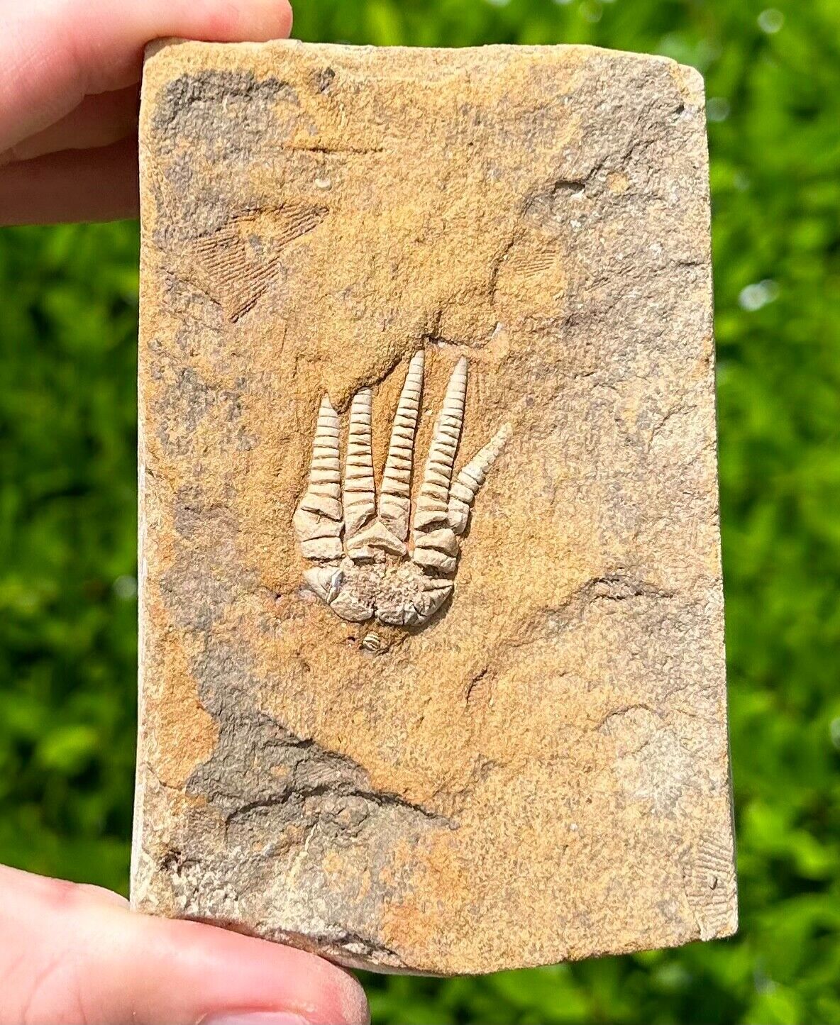 NICE Fossil Crinoid in Matrix Cymbiocrinus Alabama Bangor Limestone Formation