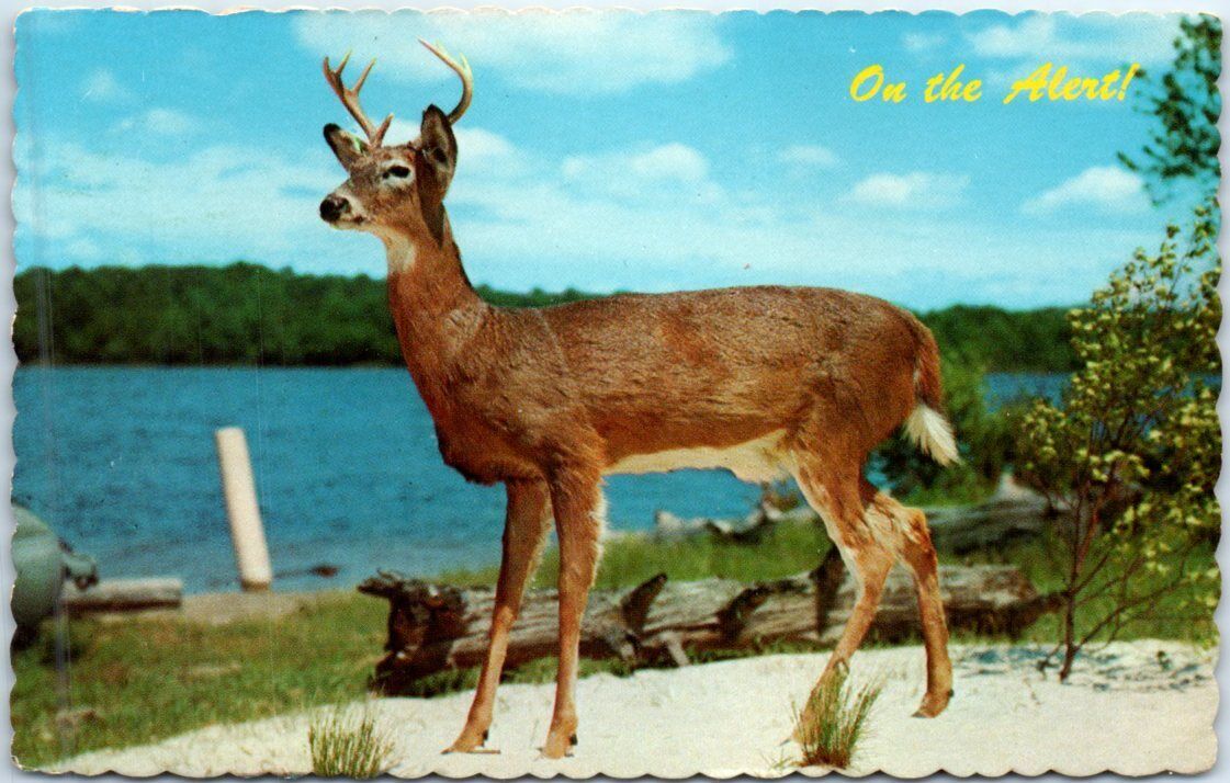 Postcard - Buck - On the Alert