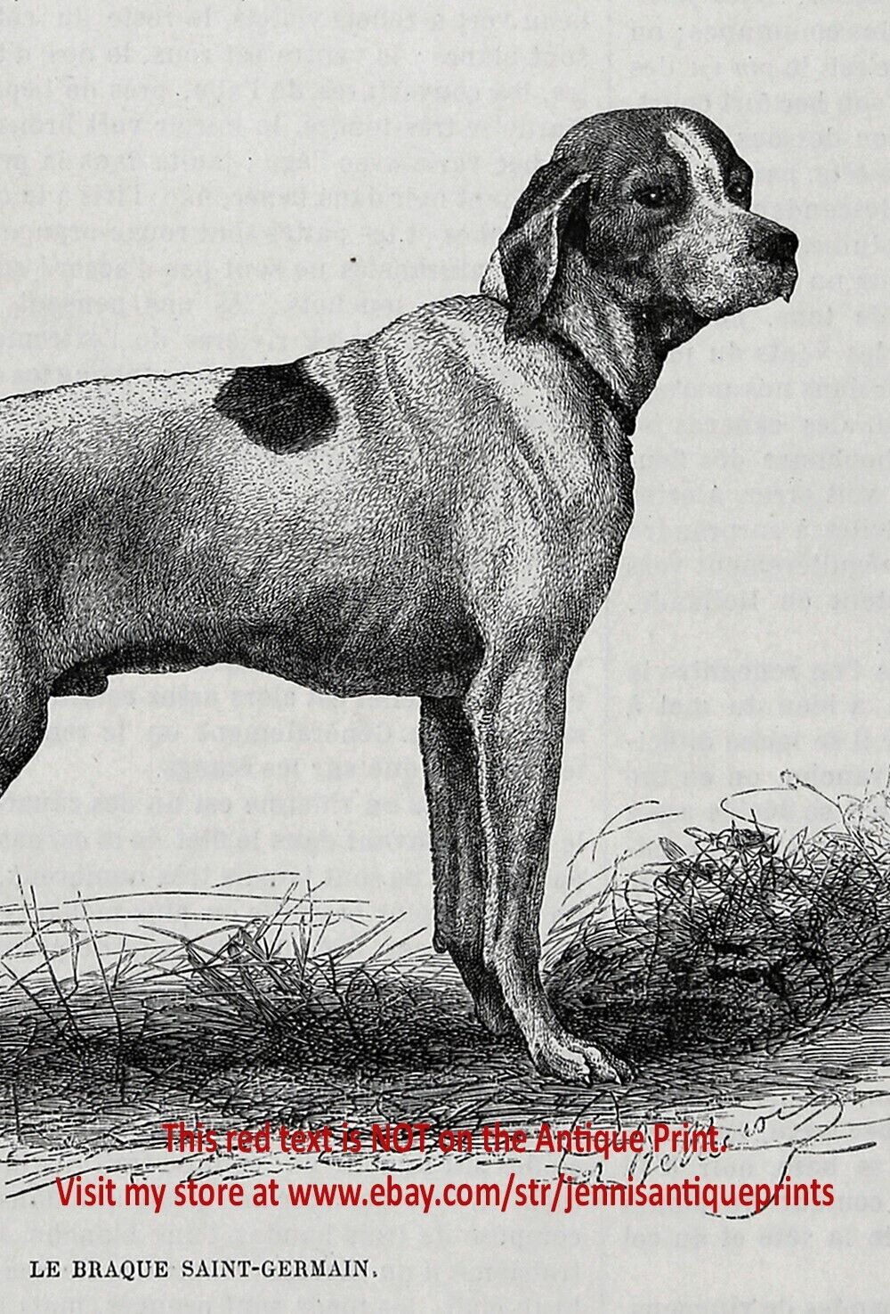 Dog Saint St. Germain Pointer Braque 1870s Antique Engraving Print & Description