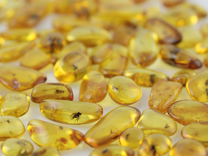 Lot of 10 Genuine  BALTIC AMBER Pieces w FOSSIL INSECTS