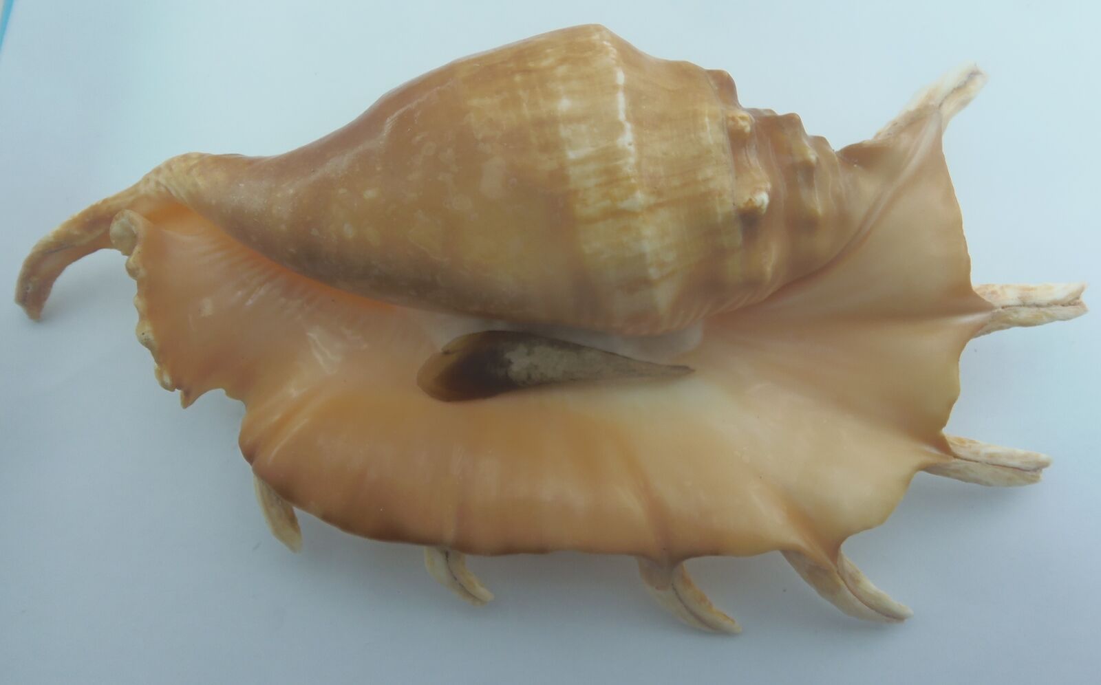 Seashell Hybrid Lambis truncataxLambis millepeda