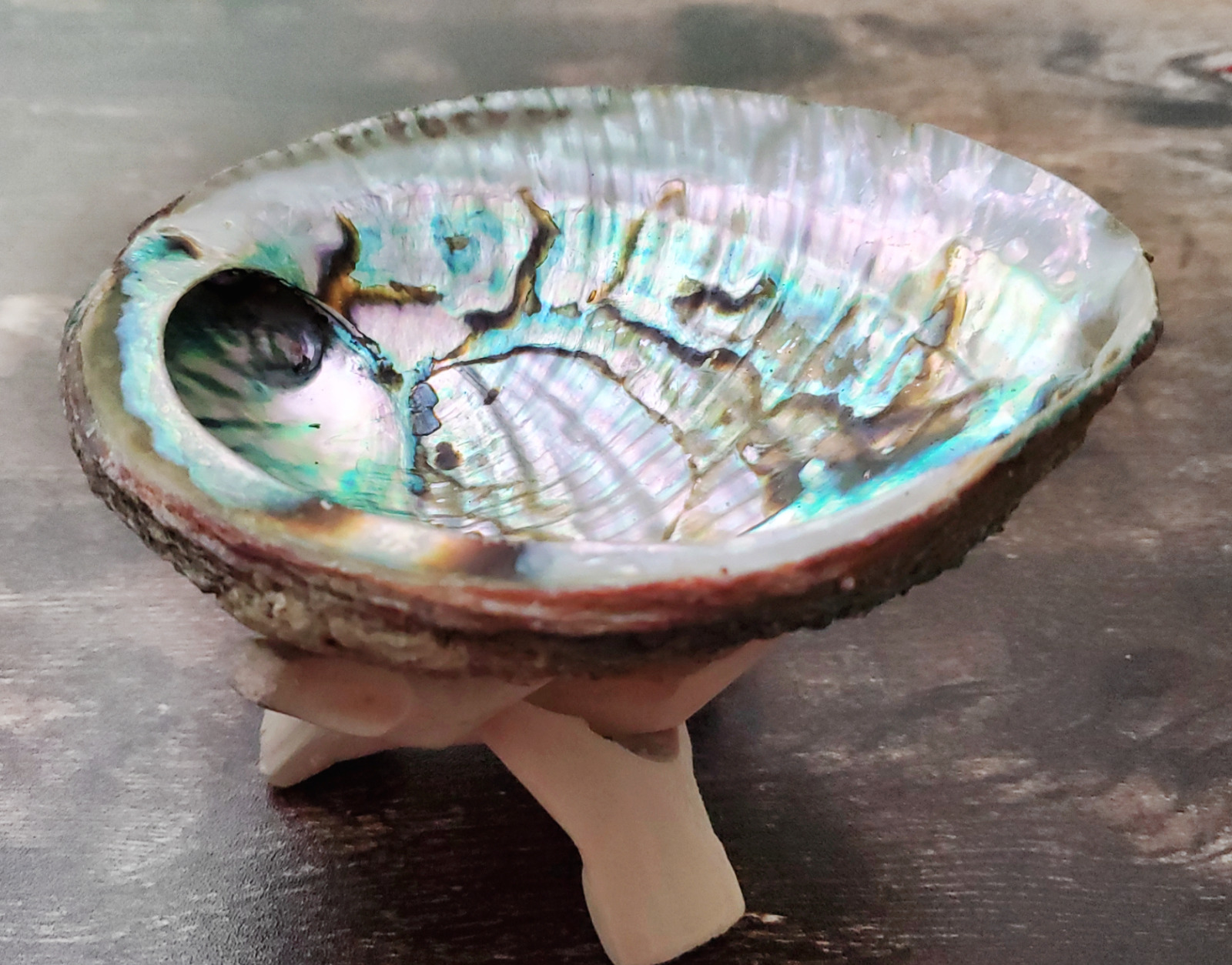 Large Abalone Shell 4\