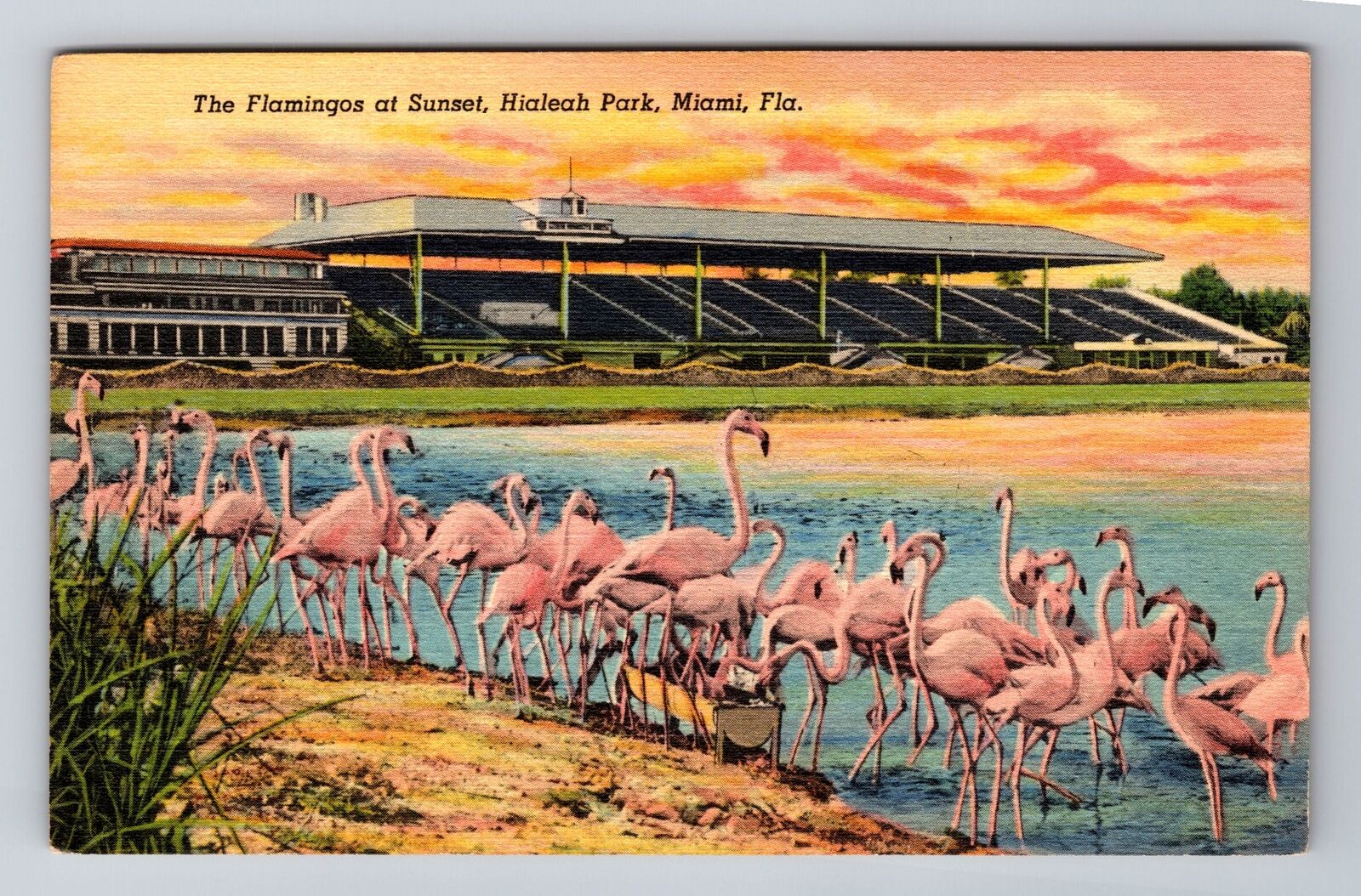 Miami FL-Florida, Flamingos At Sunset, Antique, Vintage Souvenir Postcard