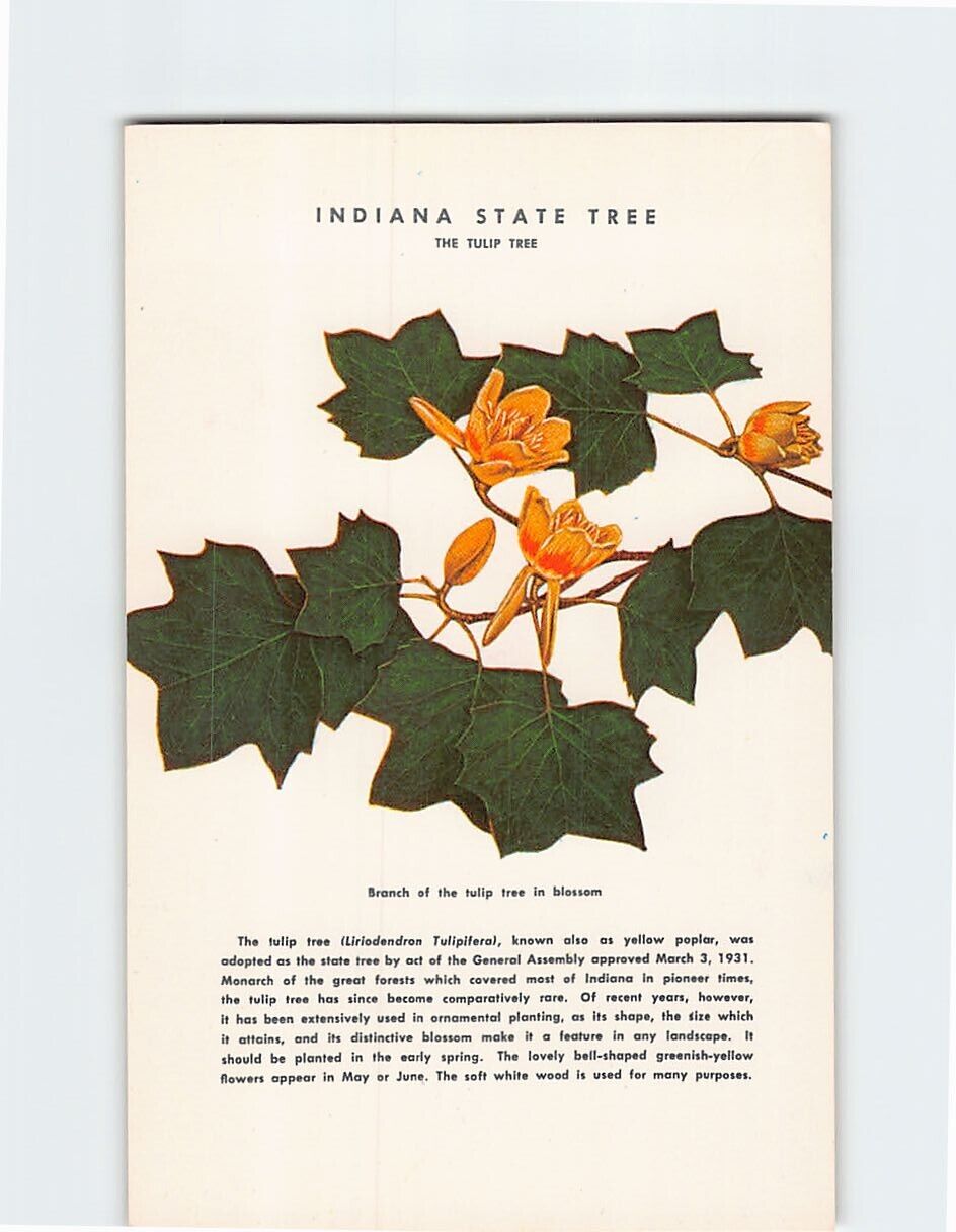Postcard The Tulip Tree Indiana State Flower Indiana USA