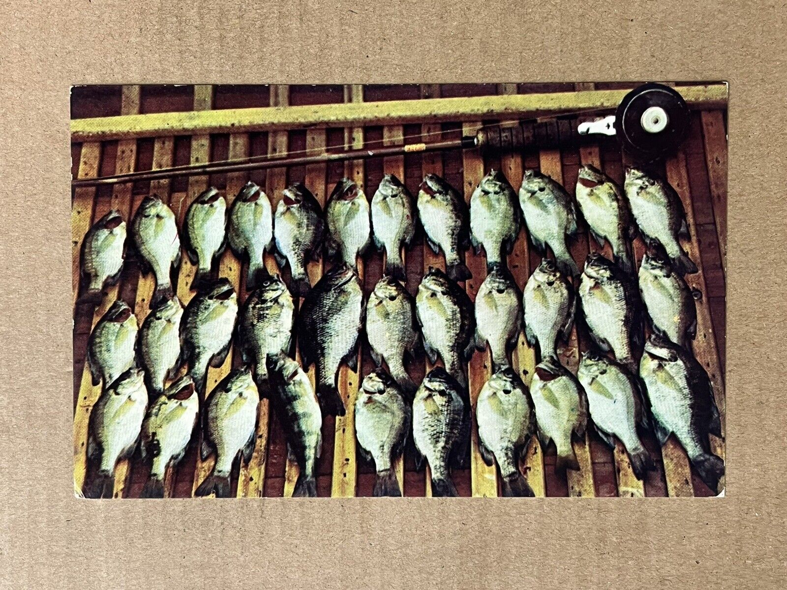Postcard Michigan Lake Fishing Greetings Rod Reel Panfish Perch Bluegill Vintage