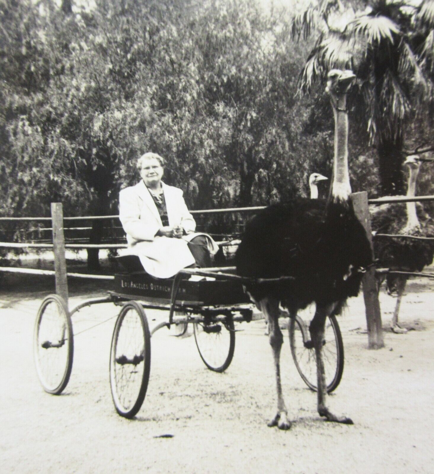 Vintage Los Angeles Ostrich Farm Buggy Photo Lincoln Heights c. 1920-30\'s
