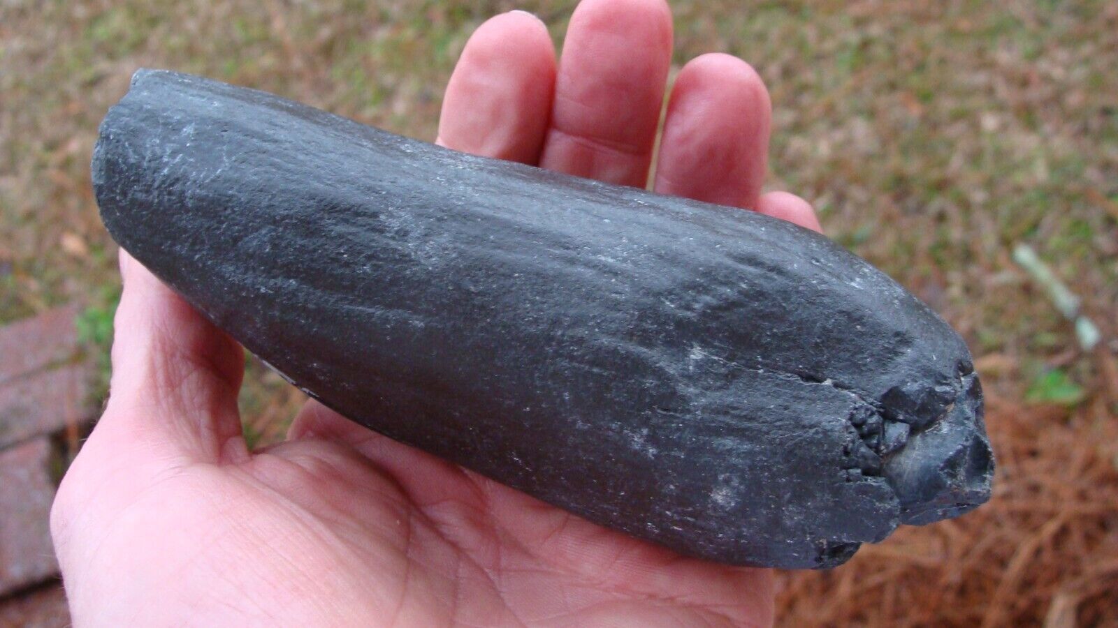 Huge Solid Mammal Tooth Deep South Fossil 49 From Florida Rivers