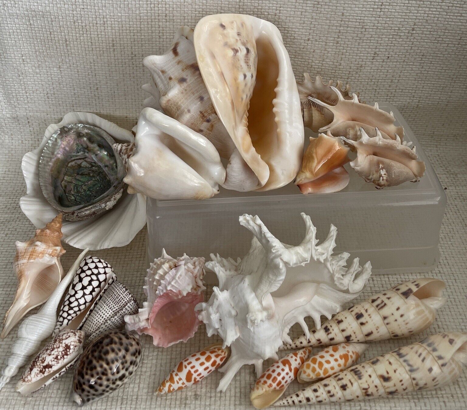 21 Sea Shells Estate Lot Life Long Collection Beautiful