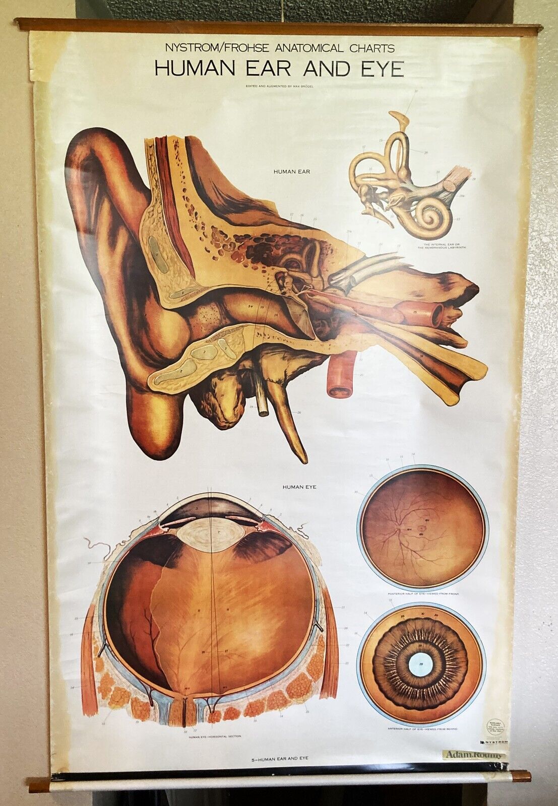 Vintage AJ Nystrom & Co. - Eye and Ear Anatomical Teaching Chart - 1918