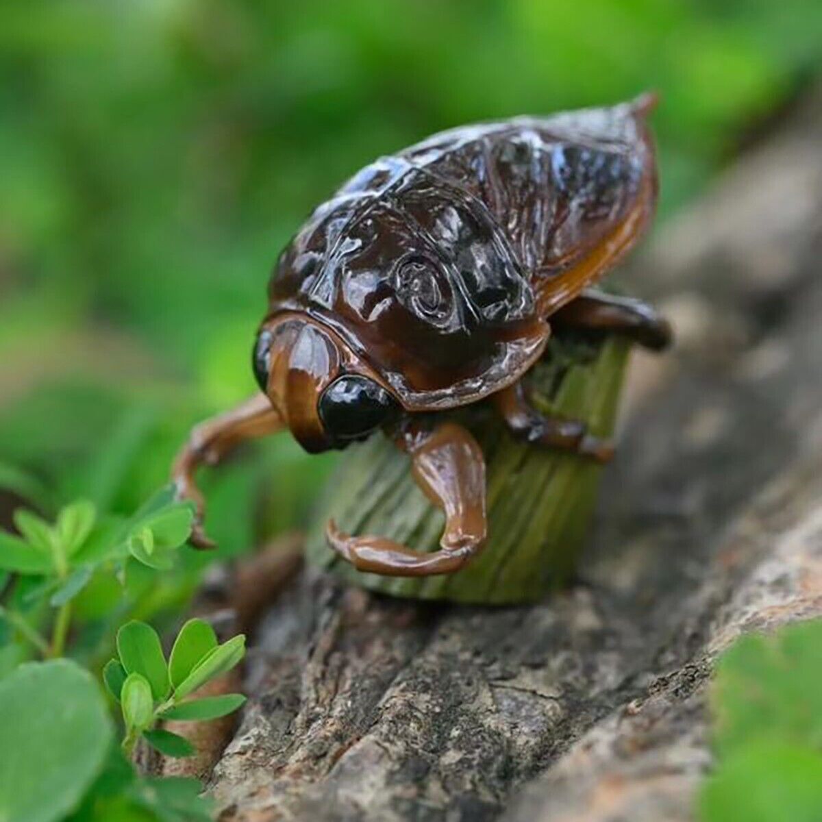 【In-Stock】Animal Heavenly Body Giant Water Bug Lethocerus deyrollei Statue
