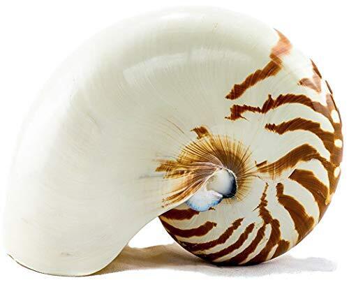 Natural Chambered Nautilus Seashell 4\