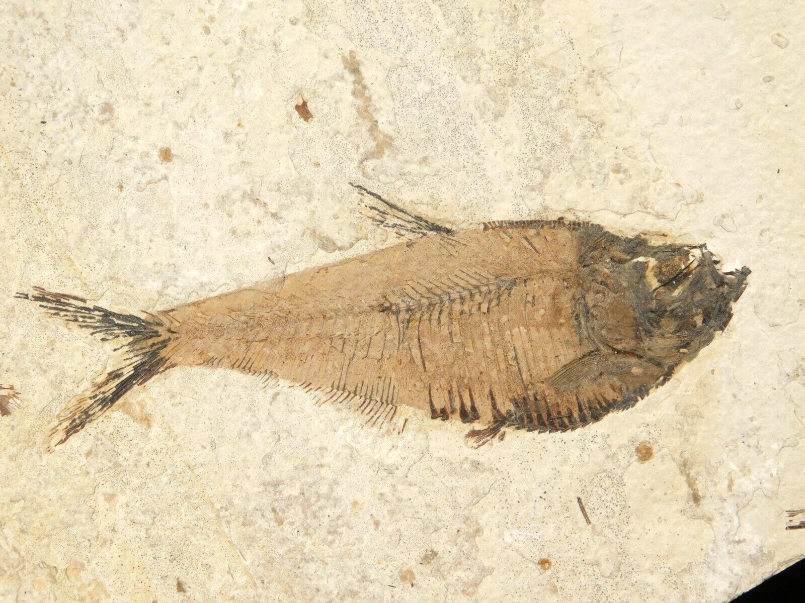 50 Million Year Old Diplomystus FISH Fossil With Stand From Wyoming 271gr