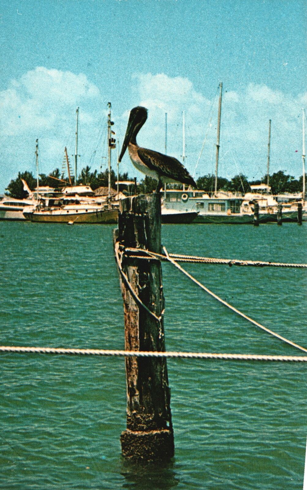 Vintage Postcard Pelican Bird Inhabitant Fabulous Waterways of Florida FL
