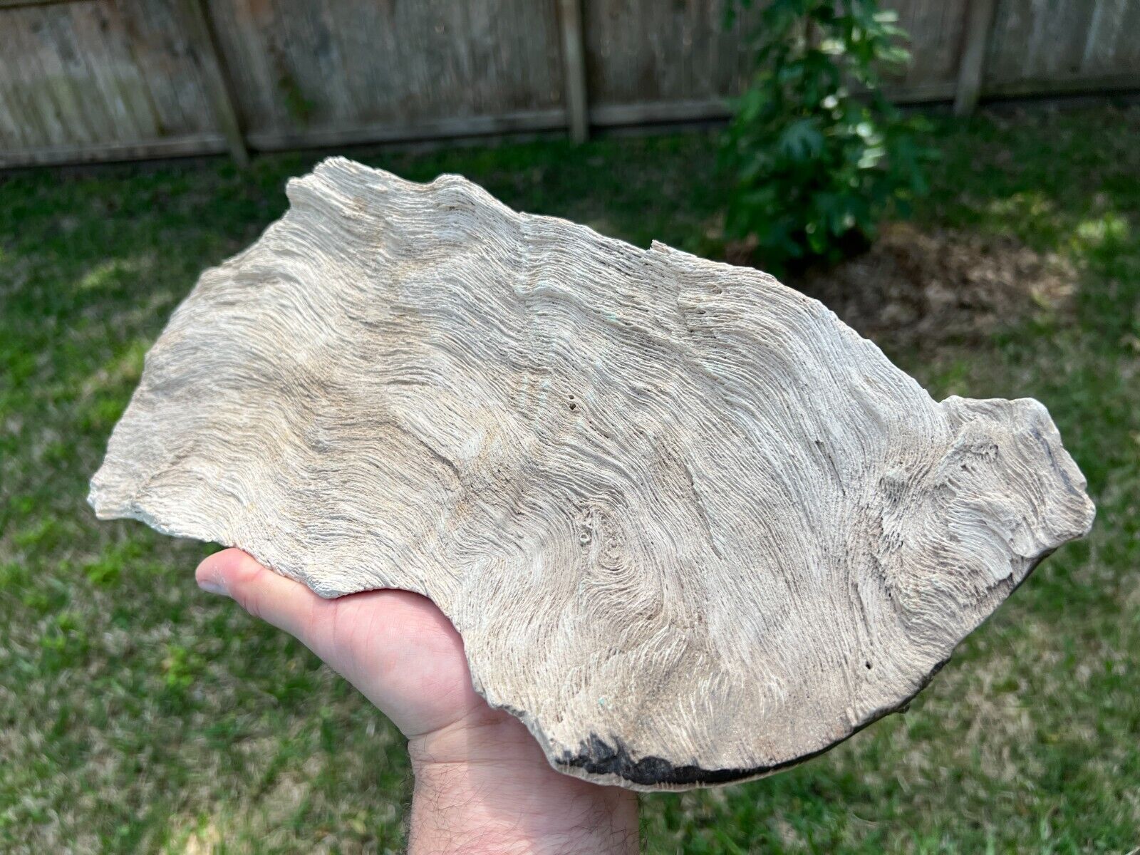 Texas Live Oak Petrified Wood 14x7x.5 Natural Detail Tree Bark Fossil Piece