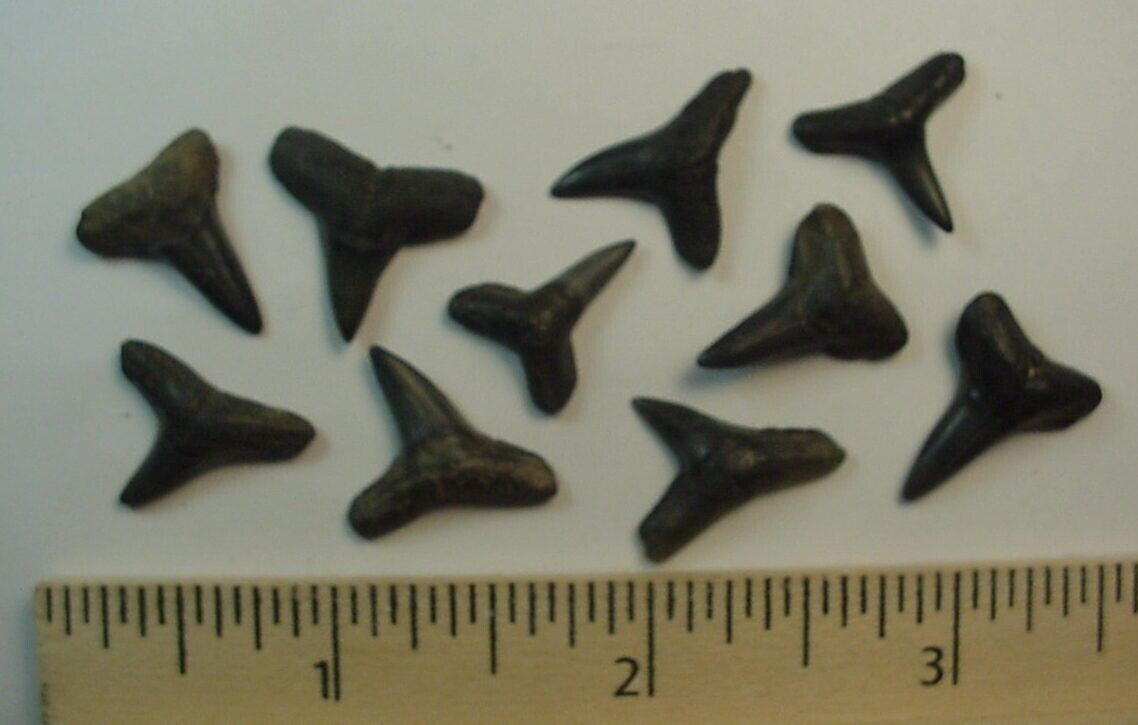10 - Fossilized Lemon Shark Teeth from South Florida