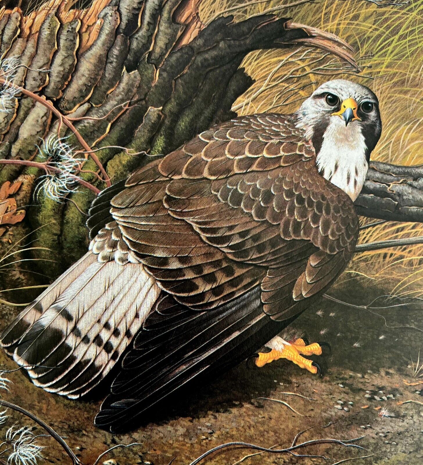 Rough Legged Buzzard Art Print Color Plate Birds Of Prey Vintage 1979 DWT11A