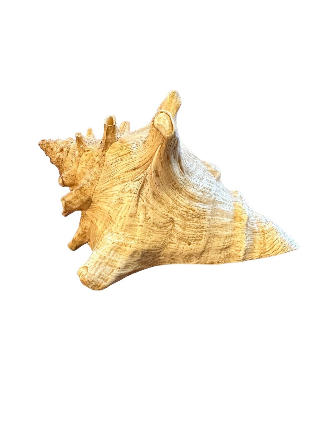 Large Vintage  Natural Conch shell 9” Long
