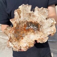 2.8LB Beautiful Natural polished Arizona petrified wood slice mineral specimen picture