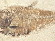 50 Million Year Old Diplomystus FISH Fossil With Stand From Wyoming 467gr picture