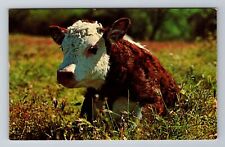Oakwood OH-Ohio, Cow Laying In Grass, Antique, Vintage Souvenir Postcard picture