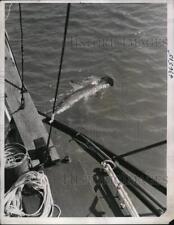 1938 Press Photo Hammerhead Shark off Coast of West Palm Beach, Florida. picture