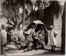 Algeria, Vintage Print Camel Back Transport, 10X1 Silver Print picture