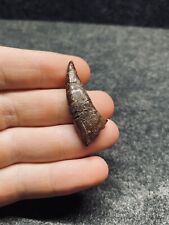 EXTREMELY RARE 4.1cm Polycotylid Plesiosaur Tooth Dinosaur Teeth Fossil Bone  picture