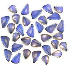 GIFT 20 pcs small blue REAL BUTTERFLY wing material  DIY artwork jewelry  #9 picture