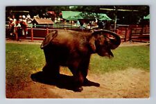 Brookfield IL-Illinois, Childrens Zoo, Baby Elephant, Antique Vintage Postcard picture