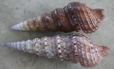 turridae sp set 67 60mm Caught in 50meters deep Siargao island67 March 2024 picture