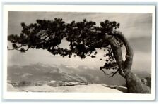 1951 Tree On Centennial Point Yosemite National Park CA RPPC Photo Postcard picture