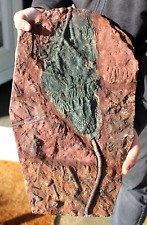 Very Large Fossil Crinoid Scyphocrinites 19.3 inches Ordovician age Morocco picture