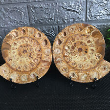1088g 1 pair  of  Split Ammonite  Specimen Shell Healing Madagascar md610 picture