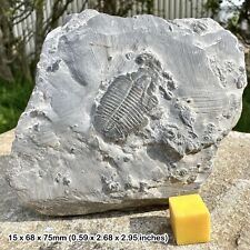 A-Grade Elrathia Trilobite Fossil - Cambrian USA Genuine Specimen CERTIFICATED picture