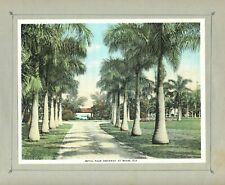 1920 orig print miami florida hotel royal palm driveway, 100 y o,  9x7 inch NICE picture