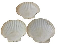 Set of 3  Extra Large Scallop Shells for Crafts Baking Cooking  6