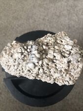Beautiful Fossil Coral Display Specimen - 1 Lb Fossil picture