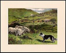 BORDER COLLIE SHEEPDOG TRIALS LOVELY DOG PRINT MOUNTED READY TO FRAME picture