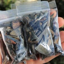 Fossilized Shark Teeth (River/Beach*) +1 Fossilized Shell + Bonus picture