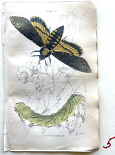1836 Jardine NATURALIST'S LIBRARY HC Death's Head/Sphinx MOTHS & MORE YOU SELECT picture