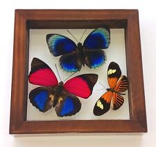 3 REAL BUTTERFLIES AMAZING COLORS MOUNTED WOOD MAHOGANY DOUBLE GLASS 5.5