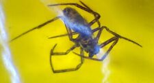 Frozen in time prehistoric amber Spider Wasp bug Fly  Flea Worm Mosquito Insects picture