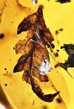 Nice complete Botanical leaf, Fossil inclusion in Burmese Amber picture