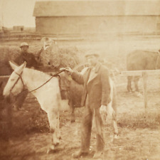 Farmer Saddling White Mule Stereoview c1870 Farm Hay Cowboys Barn Horse C1481 picture