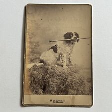 Antique Cabinet Card Photograph Cocker Spaniel Dog ID Sam Higgins Must Read picture